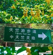 19朵桂花在亚运会有何特殊含义？