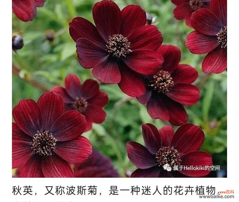 五种花分别有什么花语？