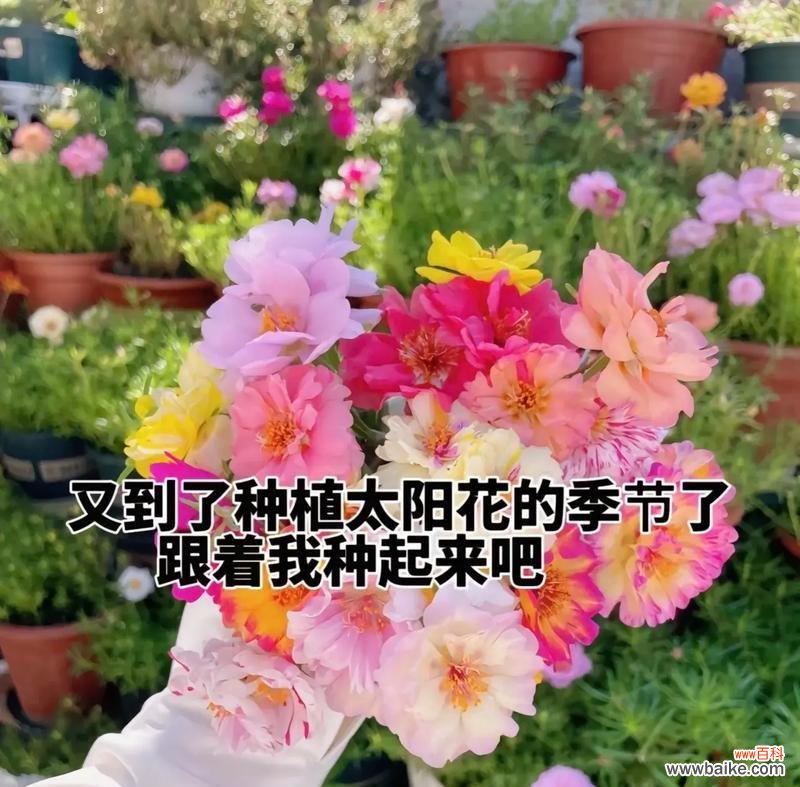 五种花分别有什么花语？