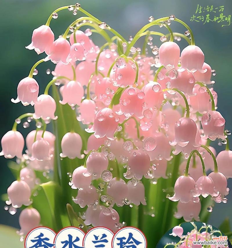 有哪些花的名字带有浪漫的花语？