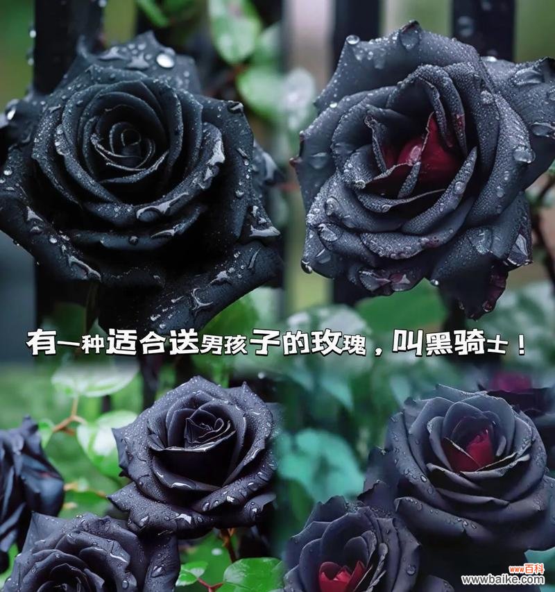 19朵黑骑士玫瑰的花语是什么?黑骑士玫瑰有何寓意?