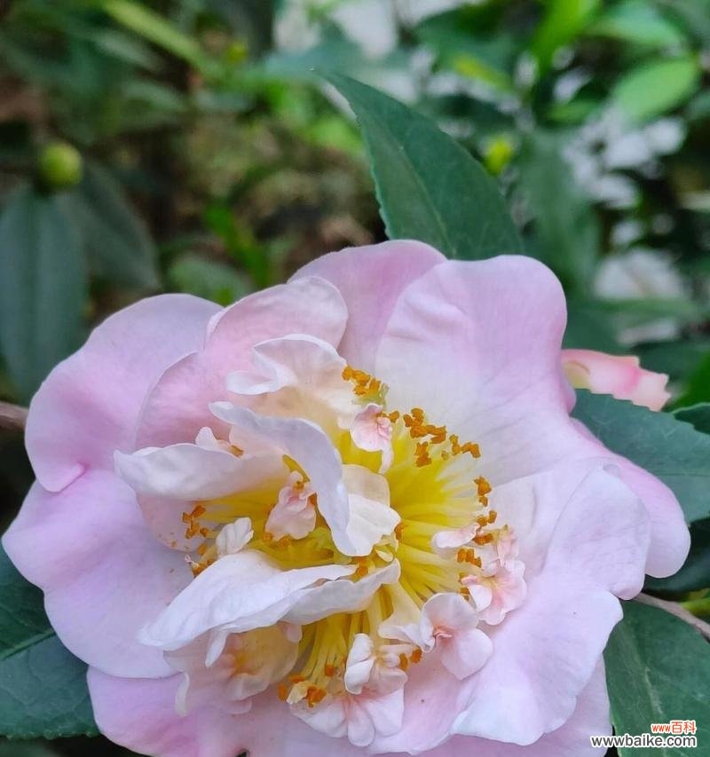 哪种花代表青春高雅?它的花语是什么?