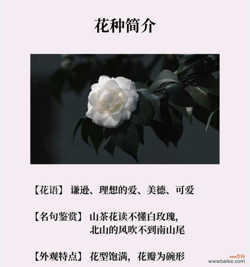 哪种花代表青春高雅?它的花语是什么?