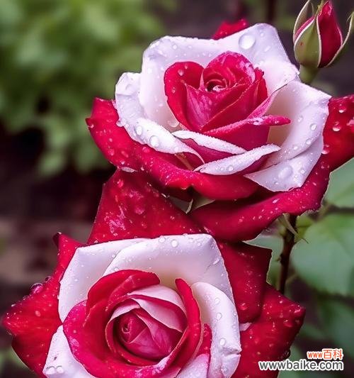 浅红色玫瑰花19朵的花语是什么?它传递了什么信息?