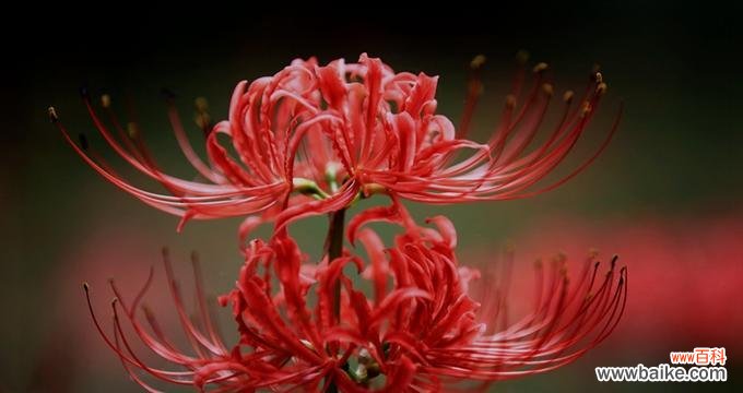 蓝莓果花百花花语是什么？它在花语中代表了什么？