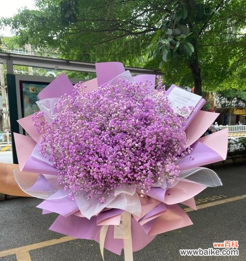 五彩斑斓的满天星，以花语诉说情感和愿望 满天星之花语