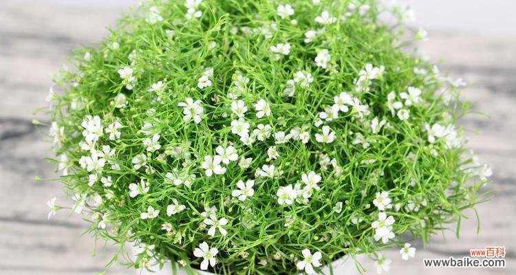 五彩斑斓的满天星，以花语诉说情感和愿望 满天星之花语