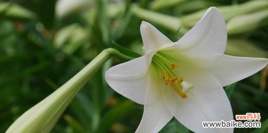 探秘花卉背后的意义，让鲜花成为心灵的语言 花语与寓意