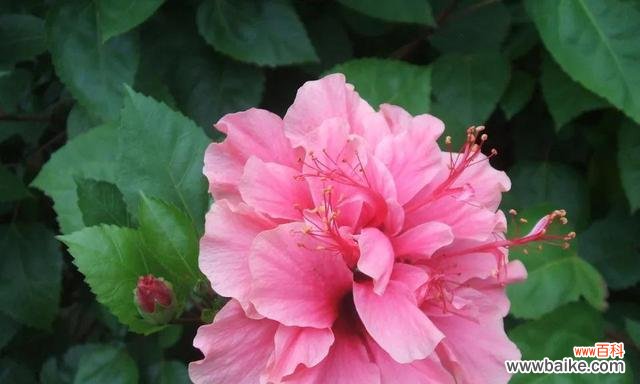 探秘花卉背后的意义，让鲜花成为心灵的语言 花语与寓意