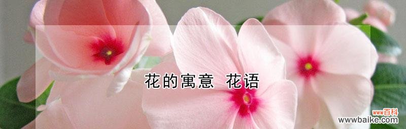 用花语诉说情感，抚慰心灵的疮痛 花开花落，花语传情