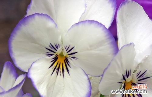 用花语诉说情感，抚慰心灵的疮痛 花开花落，花语传情