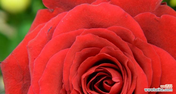 探索玫瑰花背后的寓意与情感 玫瑰花的深意