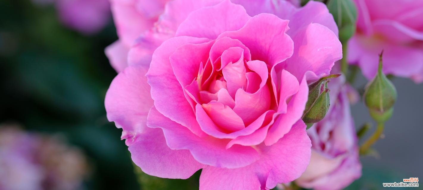 探秘玫瑰花的隐含情感 玫瑰花的各种代表意思