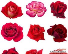 探秘玫瑰花的隐含情感 玫瑰花的各种代表意思