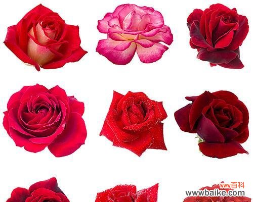 探秘玫瑰花的隐含情感 玫瑰花的各种代表意思