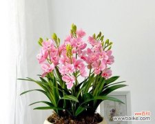 以兰花花语为线索，探寻情感、美好与祝福 兰花花语大全