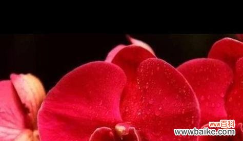 以兰花花语为线索，探寻情感、美好与祝福 兰花花语大全