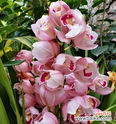 以兰花花语为线索，探寻情感、美好与祝福 兰花花语大全