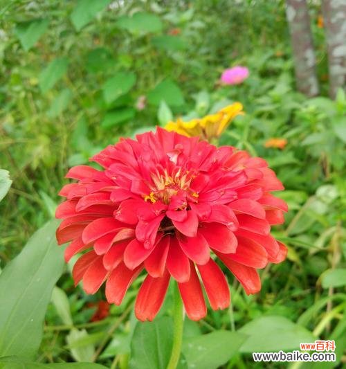 揭秘菊花的意义，了解花海中的秘密 菊花的花语和寓意