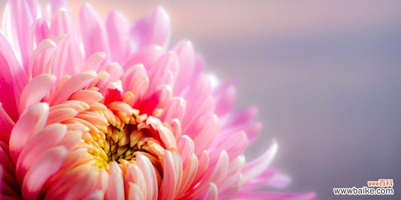 揭秘菊花的意义，了解花海中的秘密 菊花的花语和寓意