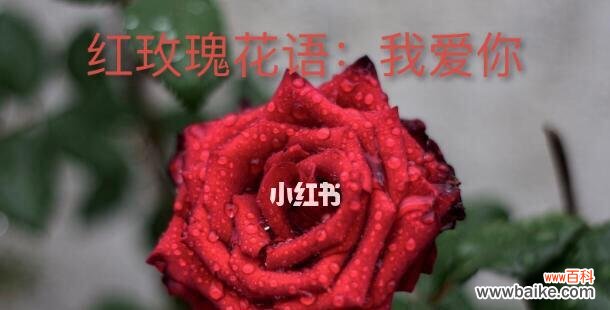 探索各种玫瑰花颜色的含义,带你领略花海中的情感世界 玫瑰花的丰富色彩和其象征意义