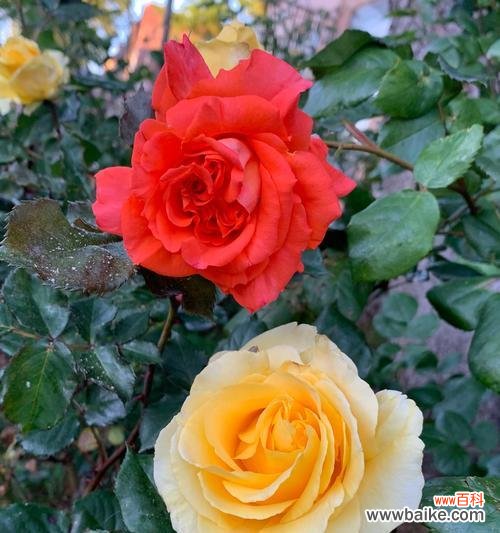 探索各种玫瑰花颜色的含义,带你领略花海中的情感世界 玫瑰花的丰富色彩和其象征意义