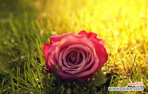 探索各种玫瑰花颜色的含义,带你领略花海中的情感世界 玫瑰花的丰富色彩和其象征意义