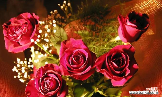 探秘不同颜色玫瑰花的含义 玫瑰花的代表寓意与意义