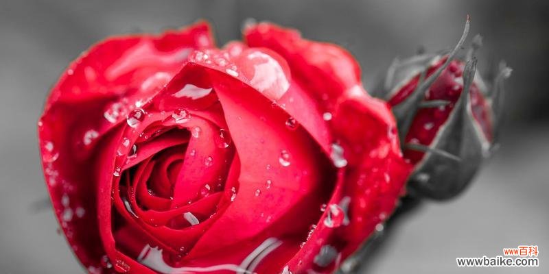 探秘不同颜色玫瑰花的含义 玫瑰花的代表寓意与意义