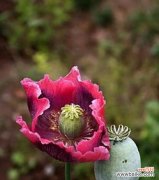 探寻罂粟花的神秘与美丽 罂粟花的花语与寓意