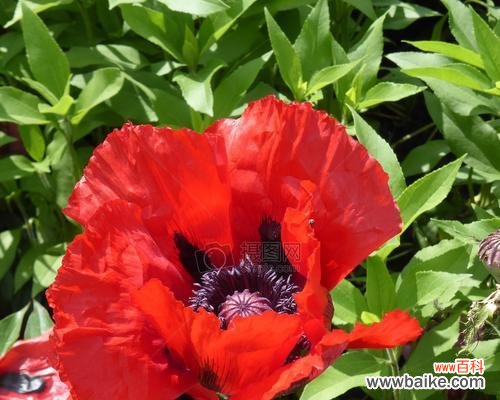 探寻罂粟花的神秘与美丽 罂粟花的花语与寓意