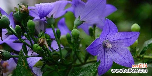 以各种颜色桔梗传递爱与祝福 桔梗花语的多彩世界