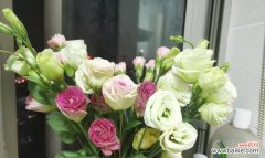 以各种颜色桔梗传递爱与祝福 桔梗花语的多彩世界