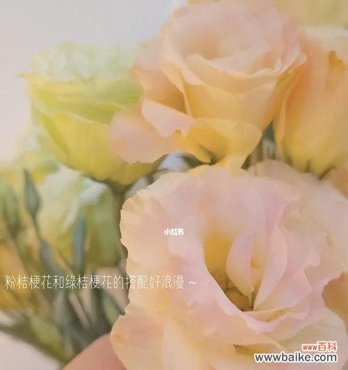 以各种颜色桔梗传递爱与祝福 桔梗花语的多彩世界