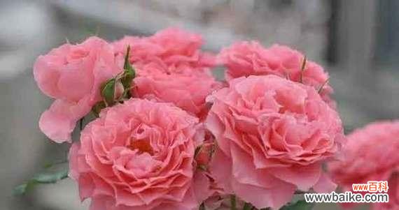 探索不同颜色玫瑰的象征与意义 玫瑰花色的意义