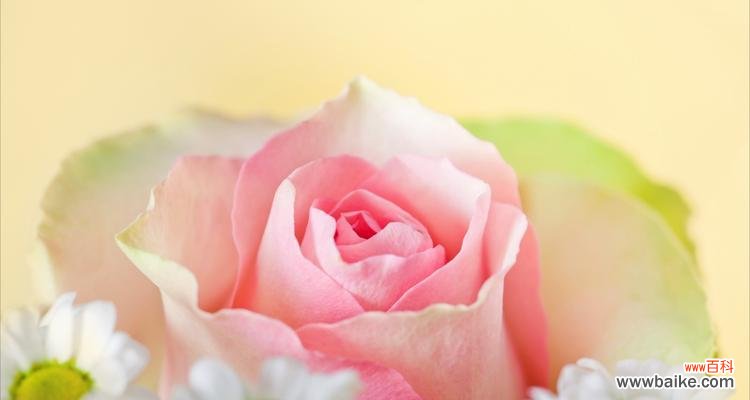 探索不同颜色玫瑰的象征与意义 玫瑰花色的意义