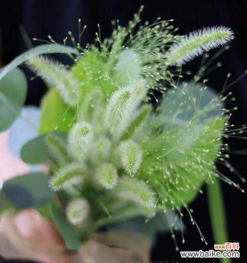 探寻狗尾巴草的象征意义，发现勇往直前的力量 狗尾巴草的寓意——勇敢追求内心的自由