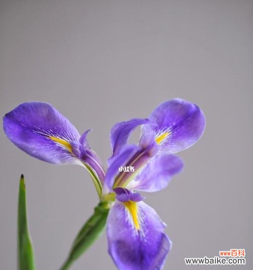 鸢尾花之美，语言无法阐述，一一道来 《花语之魅——揭开鸢尾花的象征意义与各种花语大全》