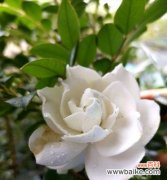 栀子花养护全攻略 如何正确养护栀子花，让其绽放芬芳