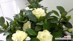 以栀子花开的寓意 栀子花开，寄托美好心愿