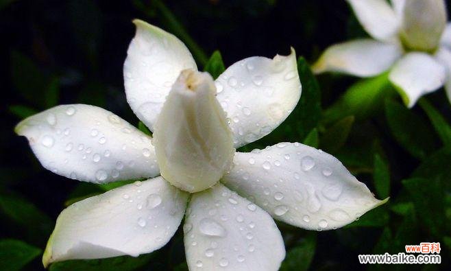 探究栀子花对永恒爱情的象征意义 栀子花