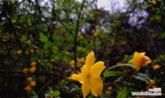 芬芳绽放 以棣棠花