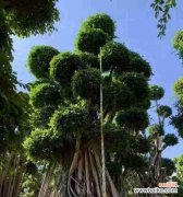 探索榕树花的隐含寓意 榕树花的意义与象征