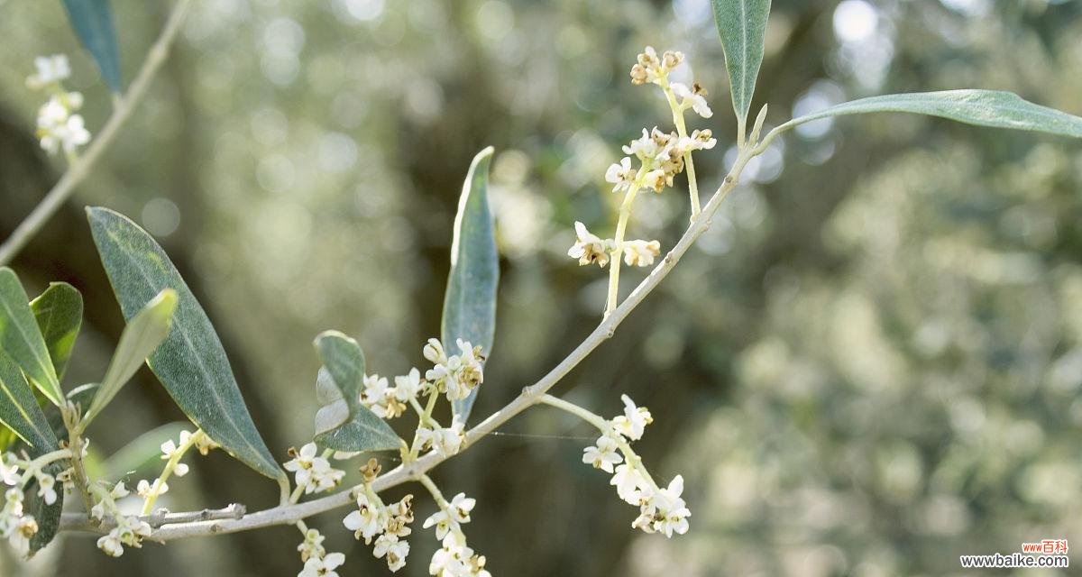 探索橄榄花的象征意义及其传统文化背景 橄榄花的象征意义