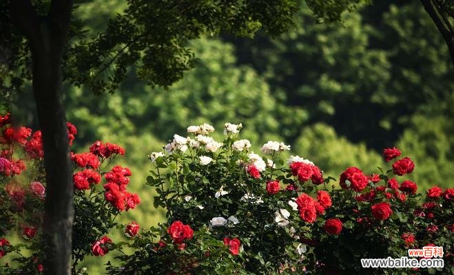 揭示橘色蔷薇的神秘象征和深层含义 橘色蔷薇花语与代表意义