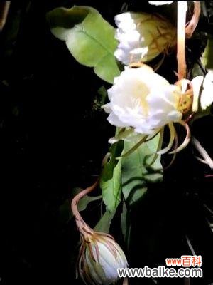 揭开昙花的花语与象征意义之谜 昙花