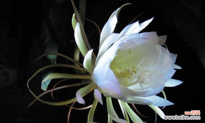 昙花的美丽与坚韧 昙花花语与代表意义