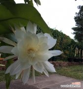 天象难得 昙花开之预兆