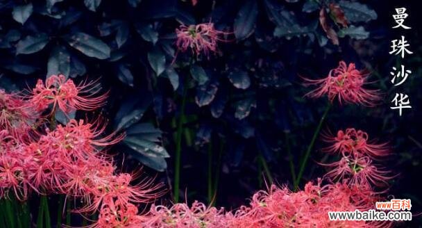 哪种花的花语是生生世世纠缠不休？这个花语背后的故事是什么？