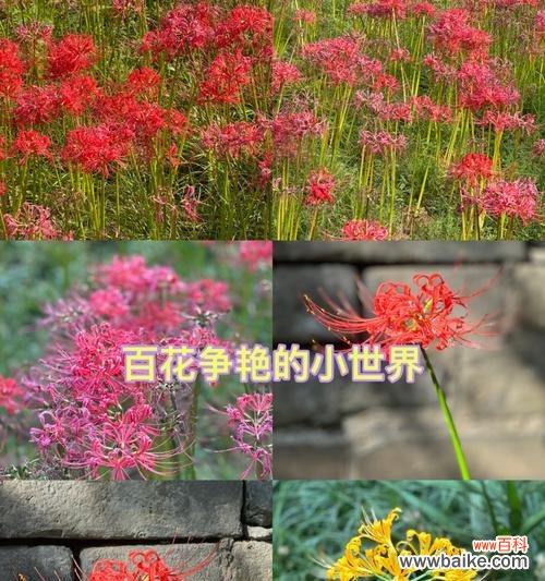 哪种花的花语是生生世世纠缠不休？这个花语背后的故事是什么？